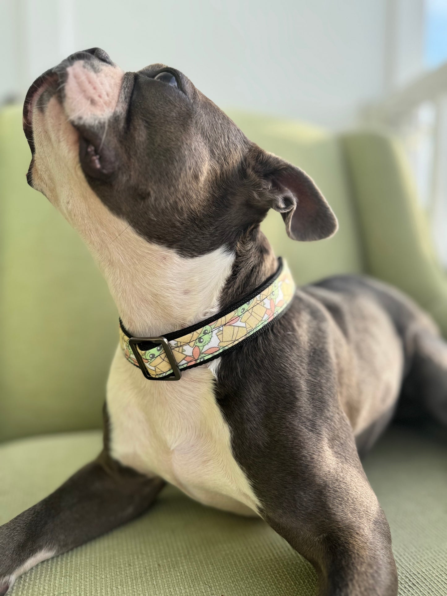 Galactic Sidekick Dog Collar