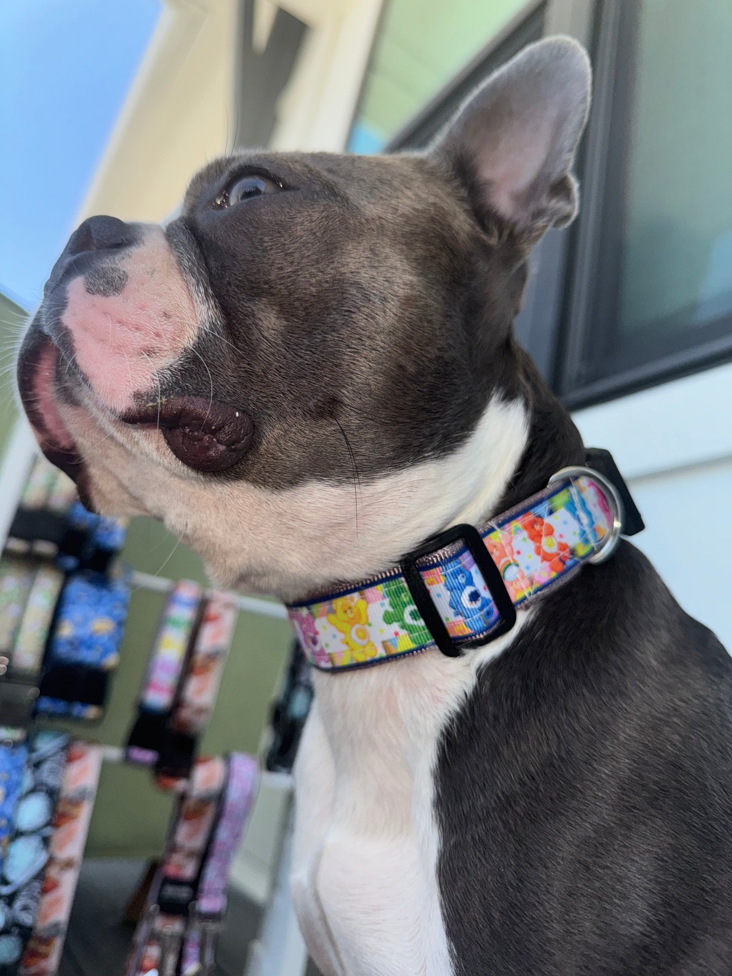FunBear Collar
