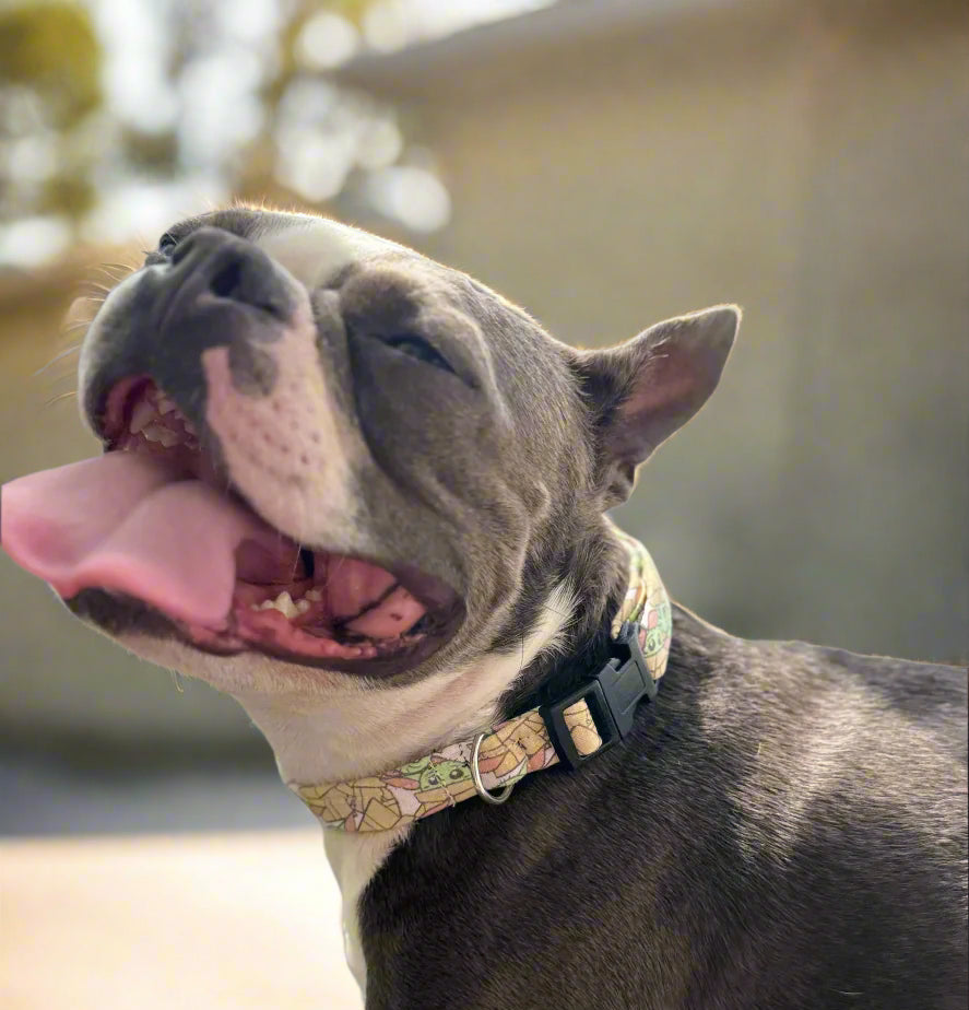 Galactic Sidekick Dog Collar