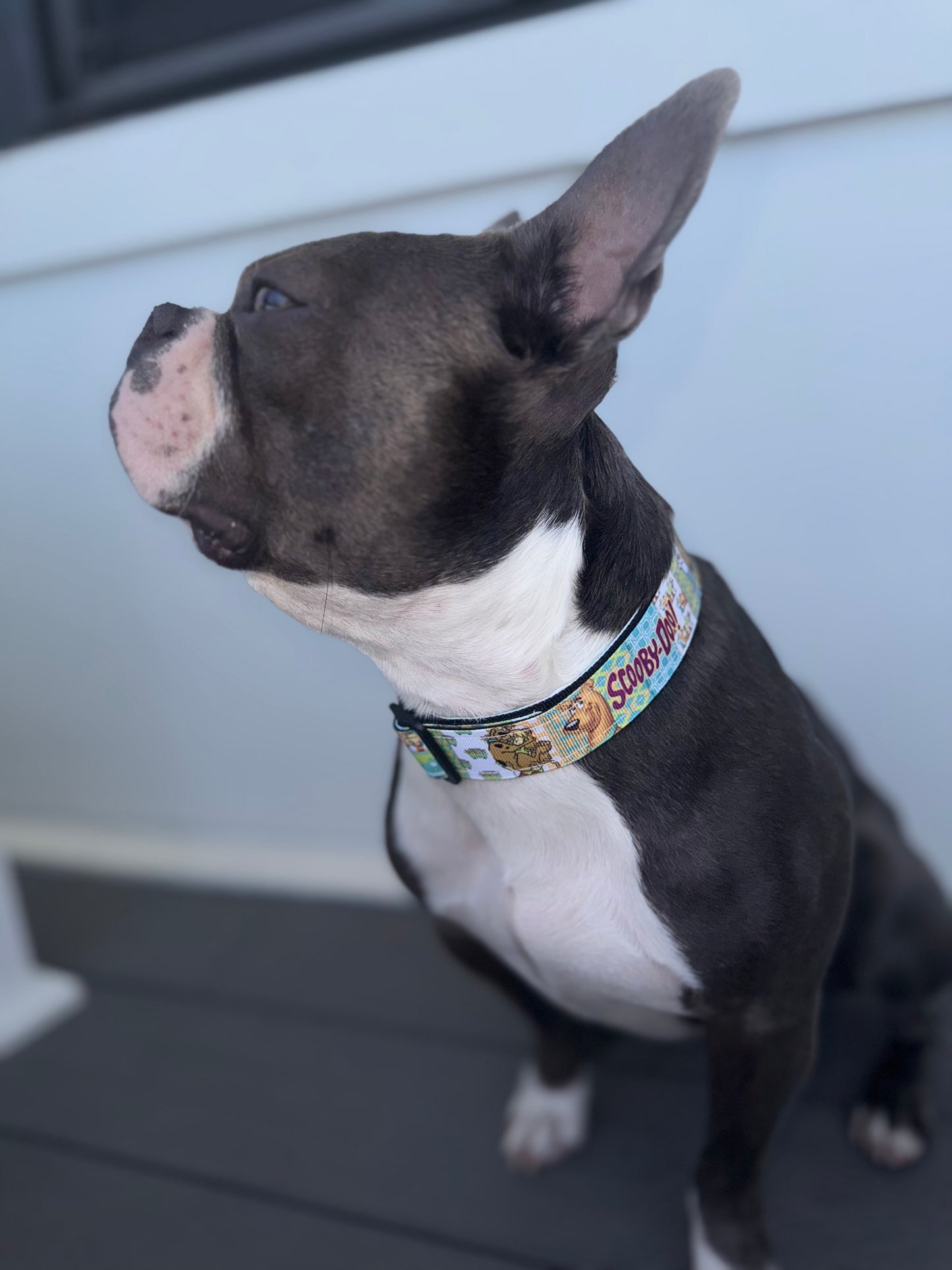 Mischief Pup Collar