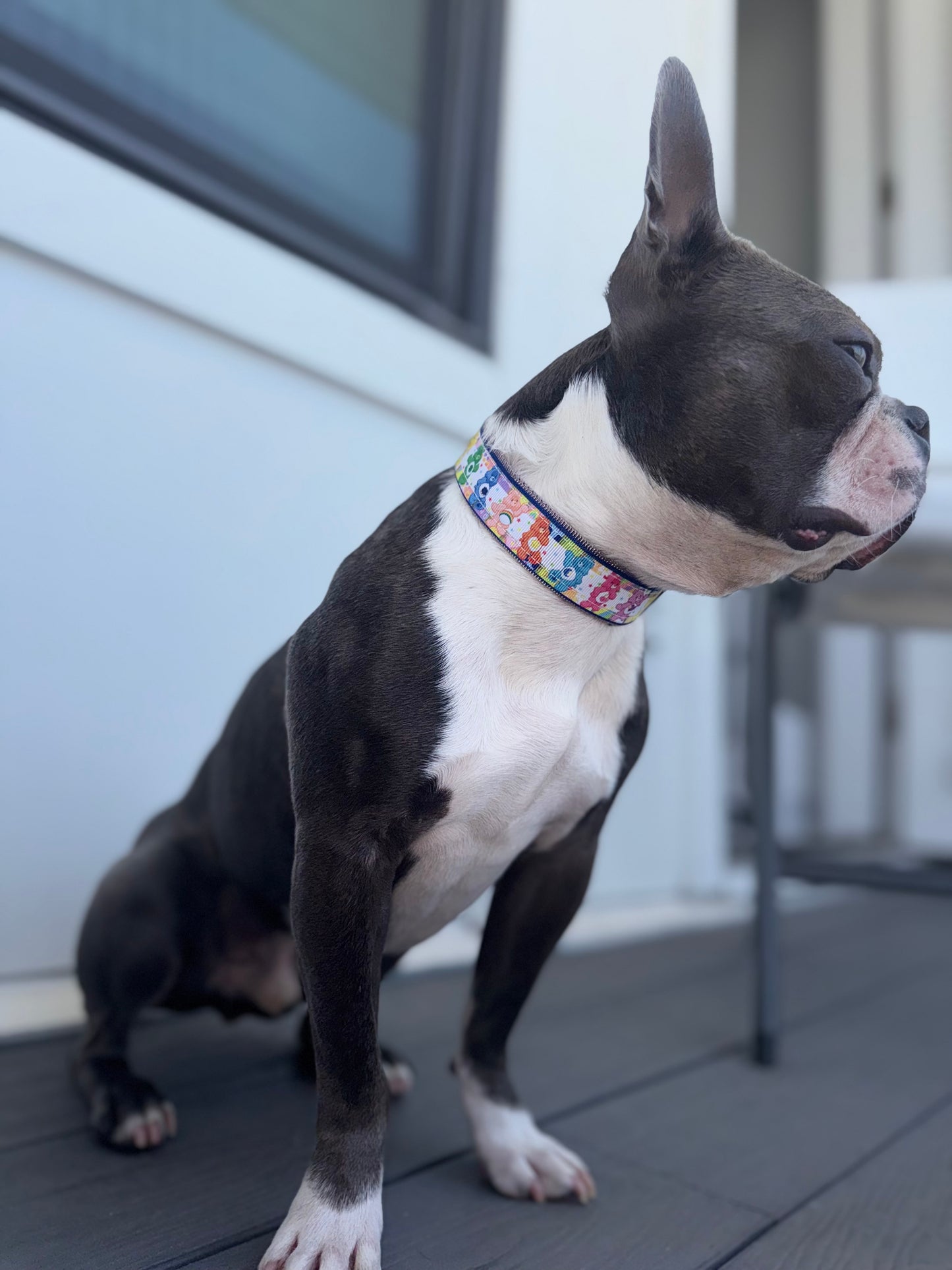 FunBear Collar